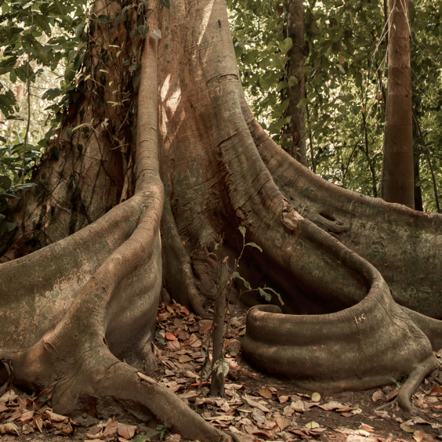 oana-Nunes-Saúde-Mental-Integrativa-Psicóloga-Constelações-Familiares-Cascais-Artigos-06